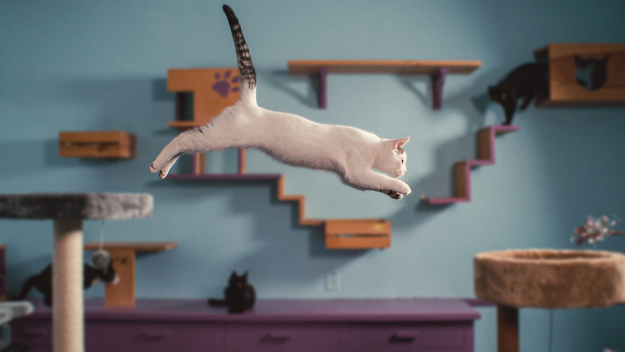 Donner Sa Langue Au Chat En Anglais Notre langue aux chats | Site officiel de Netflix
